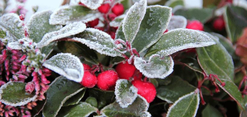winter-balkonpflanze-mit-eis