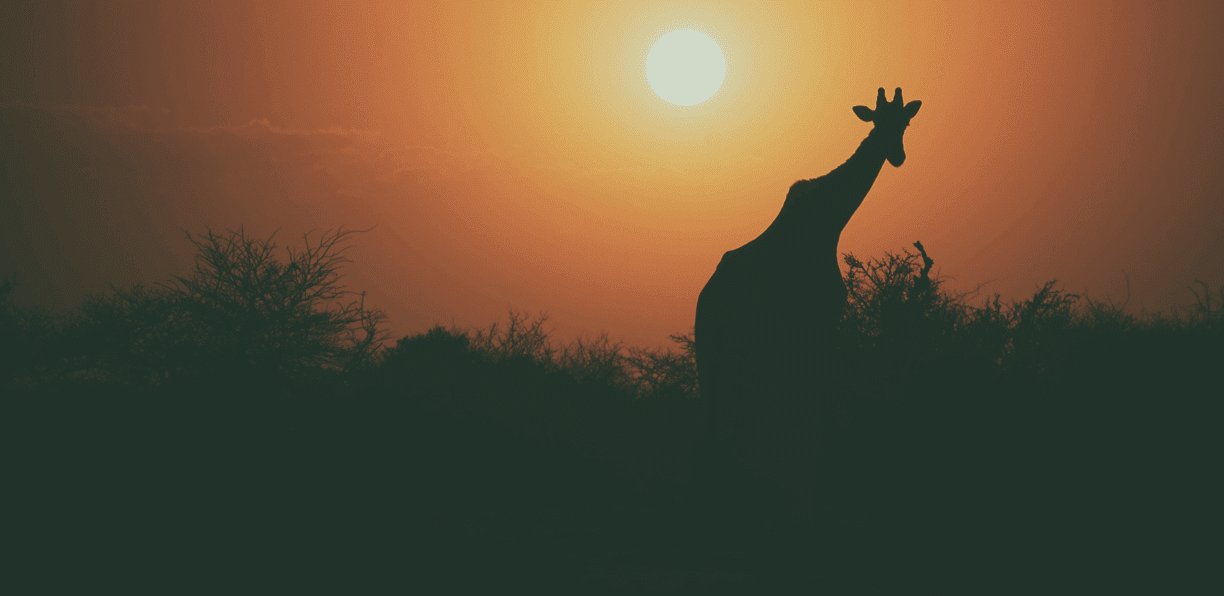 giraffe-im-sonnenuntergang-in-afrika