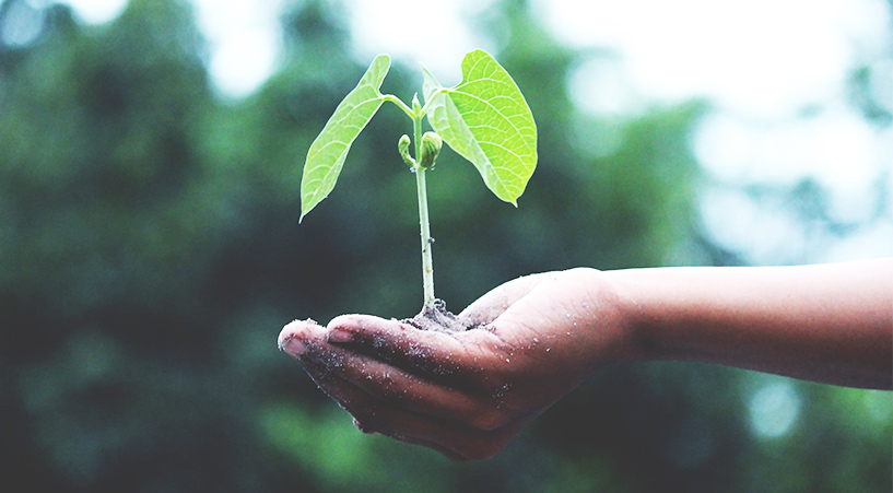 Person holding a green plant